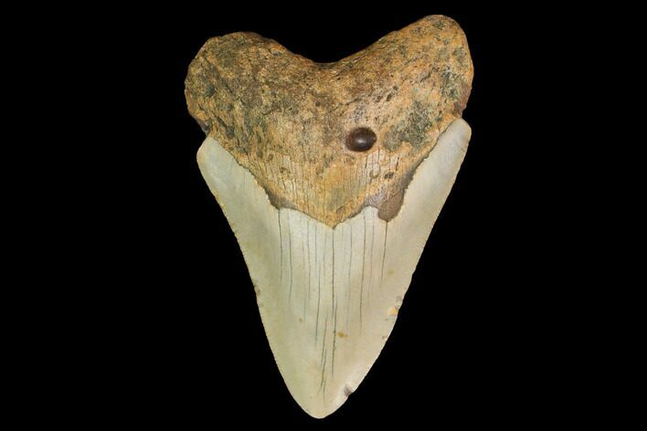 Fossil Megalodon Tooth - North Carolina #147774